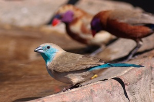 Uraeginthus angolensis (Cordonbleu de l'Angola), Uraeginthus granatinus (Grenadin à oreillons violets)