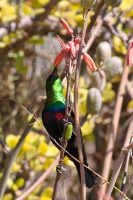 Cinnyris mariquensis (Souimanga de Mariqua)