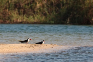 Rynchops flavirostris (Bec-en-ciseaux d'Afrique)