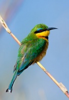 Merops pusillus (Guêpier nain)