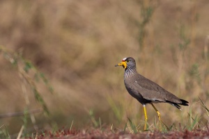 Vanellus senegalus (Vanneau du Sénégal)