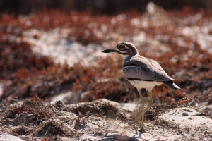 Burhinus vermiculatus (Oedicnème vermiculé)