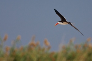 Rynchops flavirostris (Bec-en-ciseaux d'Afrique)