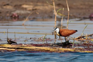 Actophilornis africanus (Jacana à poitrine dorée)