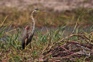 Ardea purpurea (Héron pourpré)