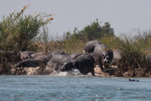 Hippopotamus amphibius (hippopotame)