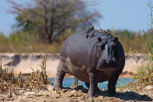 Buphagus erythrorhynchus (Pique-boeuf à bec rouge), Hippopotamus amphibius (hippopotame)