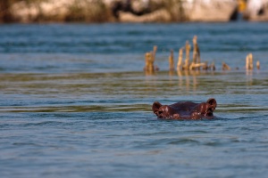 Hippopotamus amphibius (hippopotame)