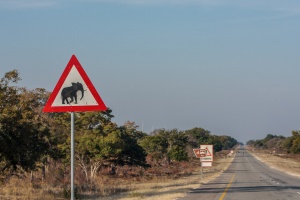 Loxodonta africana (Eléphant de savane d'Afrique)