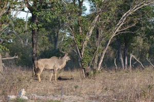 Tragelaphus strepsiceros (Grand koudou)