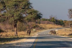 Loxodonta africana (Eléphant de savane d'Afrique)