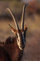 Hippotragus niger (Hippotrague noir)