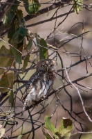 Glaucidium perlatum (Chevêchette perlée)