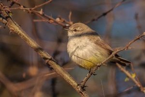 Eremomela icteropygialis (Erémomèle à croupion jaune)