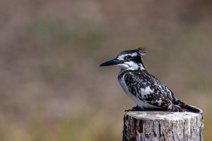 Ceryle rudis (Alcyon pie)