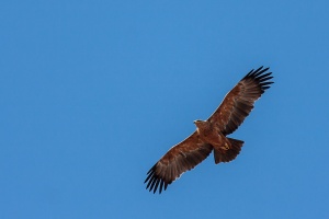 Aquila rapax (Aigle ravisseur)