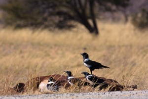 Corvus albus (Corbeau pie)