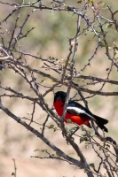 Laniarius atrococcineus (Gonolek rouge et noir)