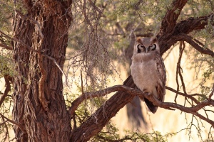 Bubo lacteus (Grand-duc de Verreaux)