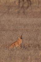 Caracal caracal (Caracal)