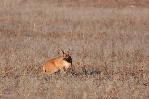 Caracal caracal (Caracal)