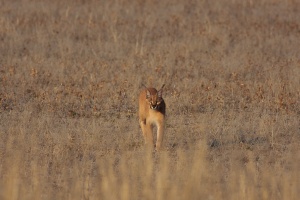 Caracal caracal (Caracal)