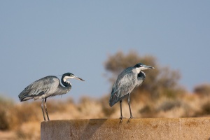 Ardea melanocephala (Héron mélanocéphale)