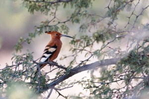 Upupa africana (Huppe africaine)