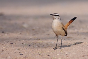 Cercotrichas paena (Agrobate du Kalahari)