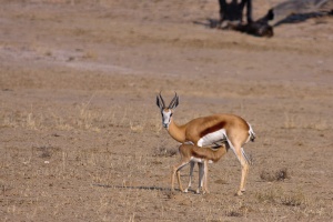 Antidorcas marsupialis (Springbok)