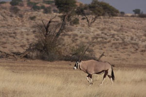 Oryx gazella (Gemsbok)