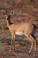 Raphicerus campestris (Steenbok)