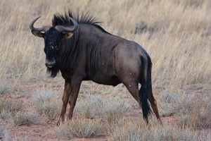 Connochaetes taurinus (Gnou bleu)