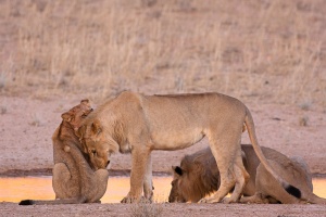 Panthera leo (Lion)