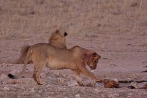 Panthera leo (Lion)