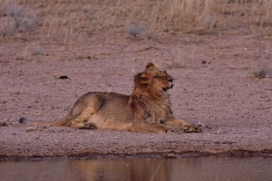 Panthera leo (Lion)