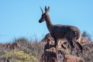 Pelea capreolus (Péléa)