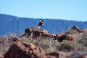 Pelea capreolus (Péléa)