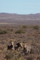 Equus zebra (Zèbre de montagne)