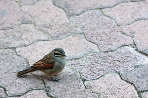 Emberiza capensis (Bruant du Cap)