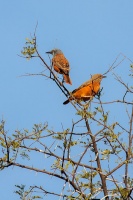 Monticola rupestris (Monticole rocar)