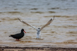 Haematopus moquini (Huitrier de Moquin), Thalasseus bergii (Stern huppée)