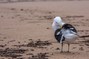 Larus vetula (Goéland du Cap)