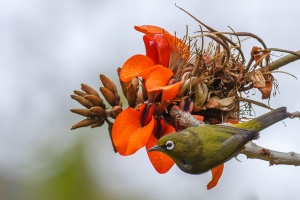 Zosterops capensis (Zosterops du Cap)