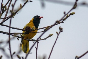 Oriolus larvatus (Loriot masqué)