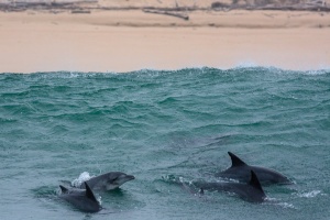 Tursiops (Grand douphin)