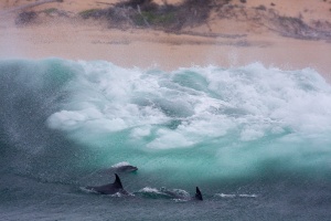 Tursiops (Grand douphin)