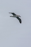 Thalassarche cauta (Albatros à cape blanche)