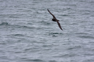 Procellaria aequinoctialis (Puffin à menton blanc)