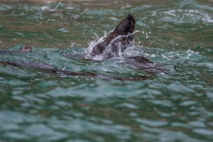 Arctocephalus pusillus (Otarie à fourure d'Afrique du sud)